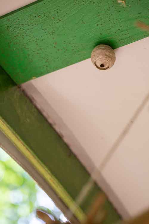 Waldkindergarten & Wespen: Gefahren im Waldkindergarten - auch im Sommer.