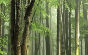 Sturmtage im Waldkindergarten: Was bei Regen und Unwetter im Waldkindergarten passiert