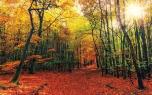 Herbst im Waldkindergarten: Kleidung für den Herbst