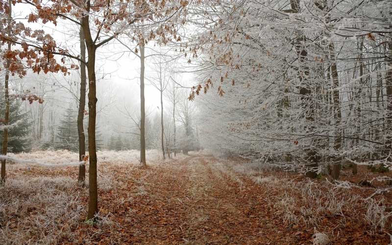 Waldkindergarten & Winter: Tipps für Eltern und Kinder