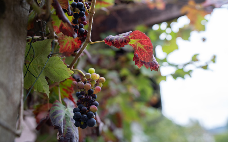 Mabon feiern